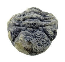 Trilobiet Phacops
