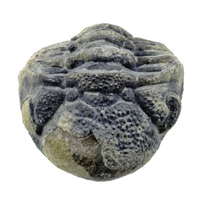 Trilobite Phacops