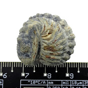 Trilobite Phacops Trilobite Phacops