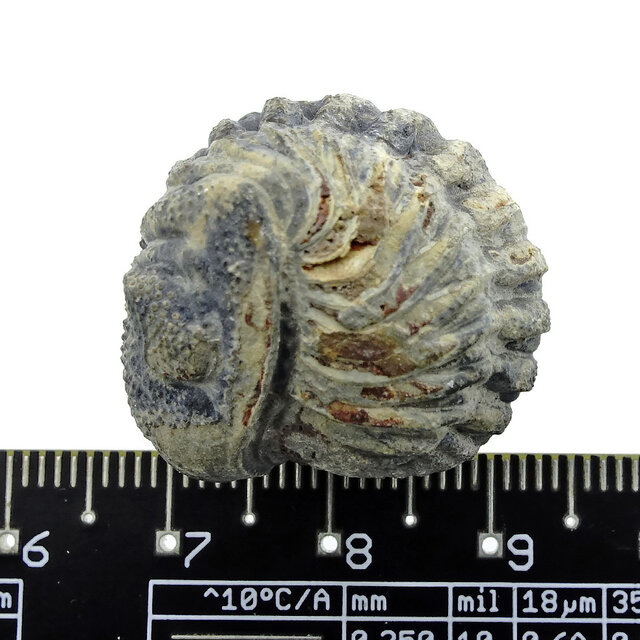 Trilobit Phacops Trilobit Phacops