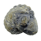Trilobit Phacops Trilobit Phacops