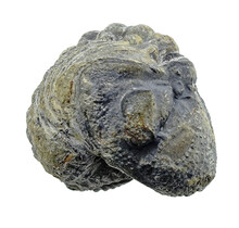 Trilobit Phacops