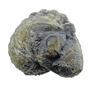 Trilobiten Phacops