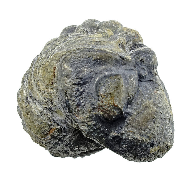 Trilobit Phacops Trilobit Phacops
