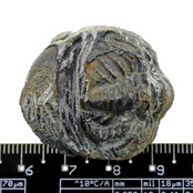 Trilobit Phacops Trilobit Phacops