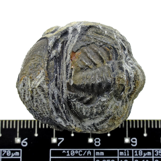 Trilobit Phacops Trilobit Phacops