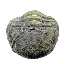 Trilobit Phacops