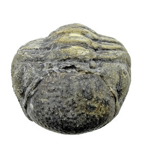 Trilobite Phacops