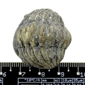 Trilobit Phacops Trilobit Phacops