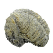 Trilobit Phacops Trilobit Phacops
