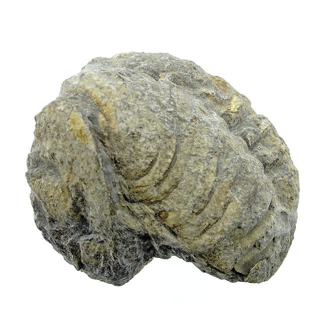 Trilobit Phacops Trilobit Phacops