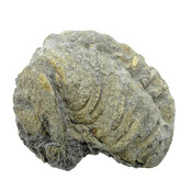 Trilobit Phacops Trilobit Phacops