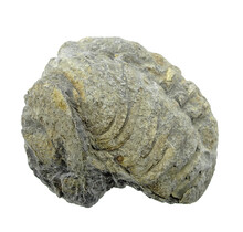 Trilobit Phacops
