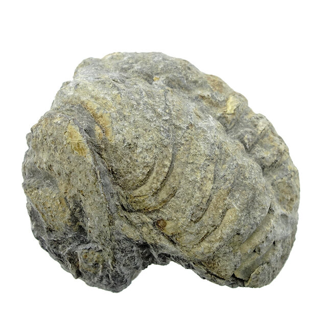 Trilobit Phacops Trilobit Phacops