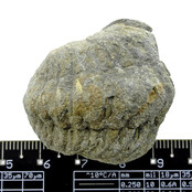 Trilobit Phacops Trilobit Phacops