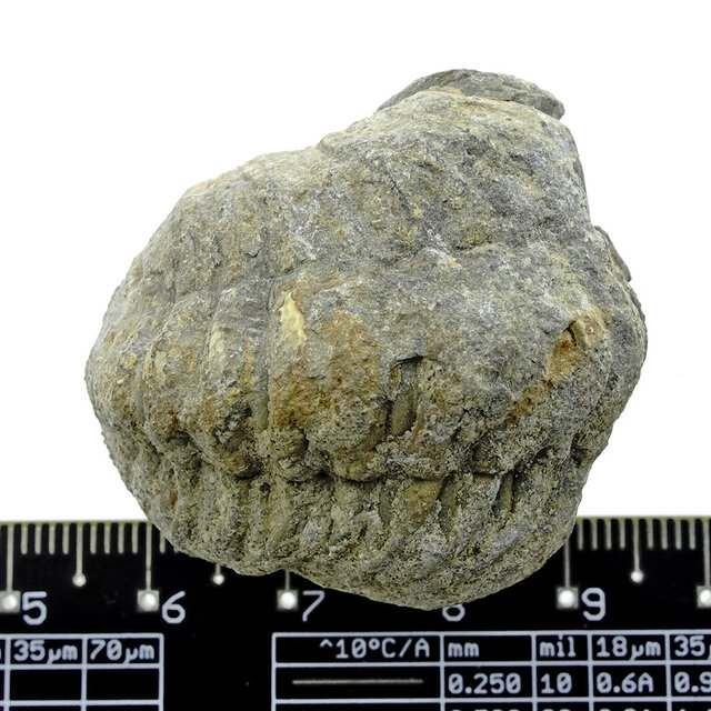 Trilobite Phacops Trilobite Phacops