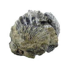 Trilobit Phacops
