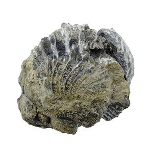 Trilobiet Phacops