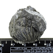 Trilobit Phacops Trilobit Phacops