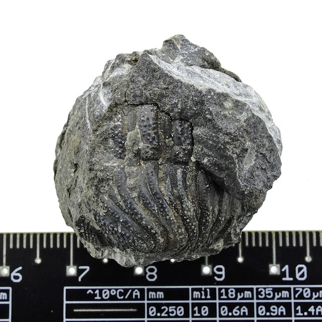 Trilobit Phacops Trilobit Phacops