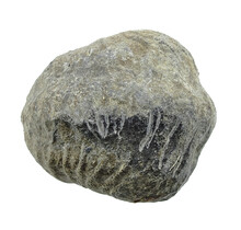 Trilobit Phacops