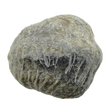 Trilobite Phacops
