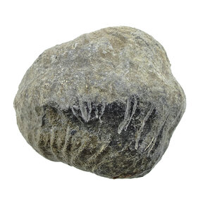 Trilobiten Phacops