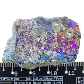 Borniet of pauwenerts Borniet of pauwenerts