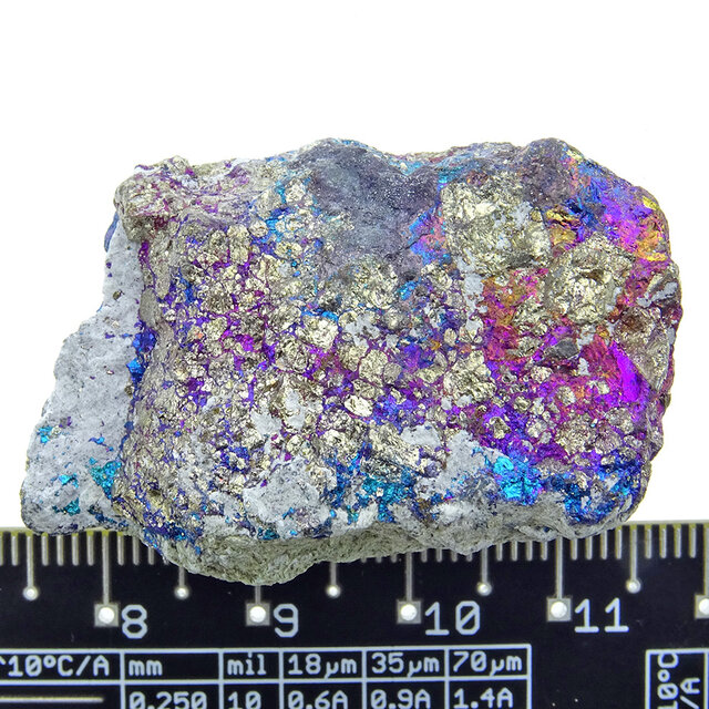 Borniet of pauwenerts Borniet of pauwenerts