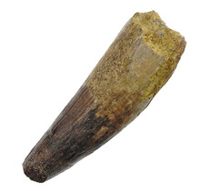 Echter Dinosaurierzahn des Spinosaurus 10 CM