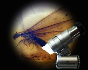 Zakmicroscoop met 45x vergroting