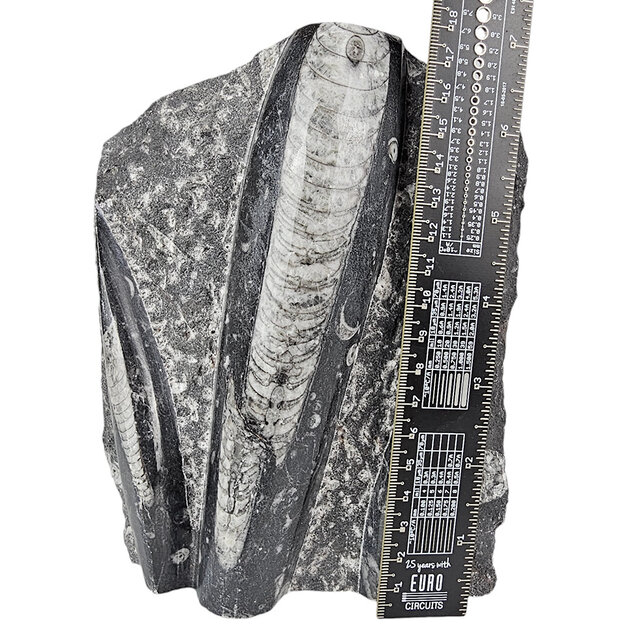 Orthoceras   1565 gram Orthoceras   1565 gram