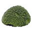 Moldavite from Czech Republic