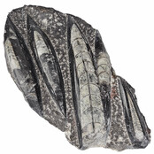 Orthoceras  1350 Gramm Orthoceras  1350 Gramm