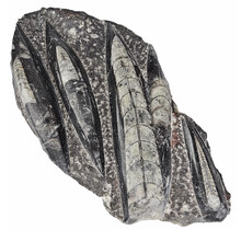 Orthoceras  1350 Gramm