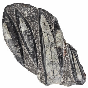 Orthoceras