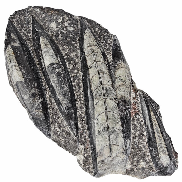 Orthoceras  1350 Gramm Orthoceras  1350 Gramm