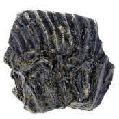 Fossile Seelilie (Crinoid) aus Mexiko