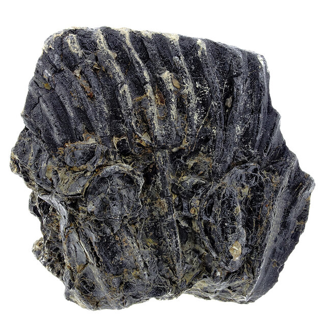 Fossil sea lily (crinoid) from Mexico