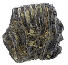 Fossile Seelilie (Crinoid) aus Mexiko
