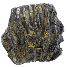 Fossiele crinoïde uit Mexico