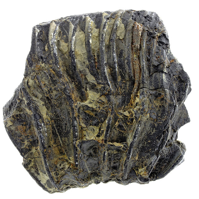 Fossiele zeelelie (crinoïde) uit Mexico