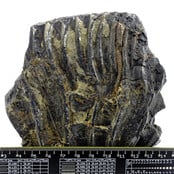 Fossile Seelilie (Crinoid) aus Mexiko