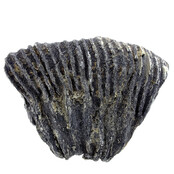 Fossiele zeelelie (crinoïde) uit Mexico