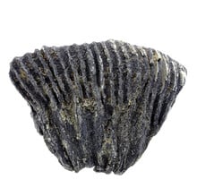 Fossile Seelilie (Crinoid) aus Mexiko