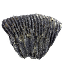 Fossil crinoid from Mexico