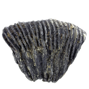 Fossiele crinoïde uit Mexico