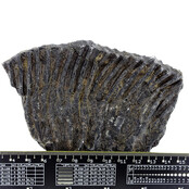 Fossiele zeelelie (crinoïde) uit Mexico