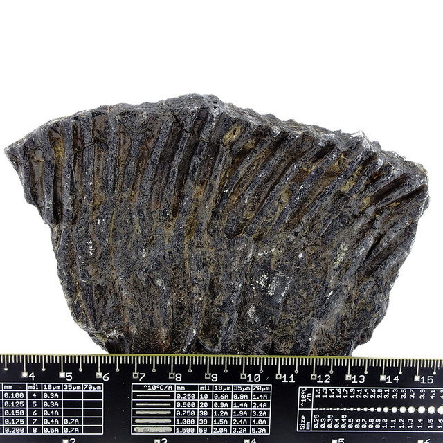 Fossiele zeelelie (crinoïde) uit Mexico