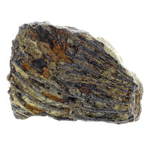 Fossile Seelilie (Crinoid) aus Mexiko